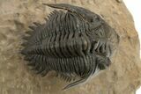 Beautiful Metacanthina Trilobite - Lghaft, Morocco #310511-2